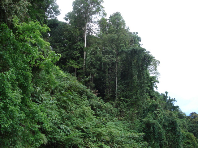 http://charlesroring.files.wordpress.com/2008/12/tropical-rain-forest-manokwari-papua.jpg