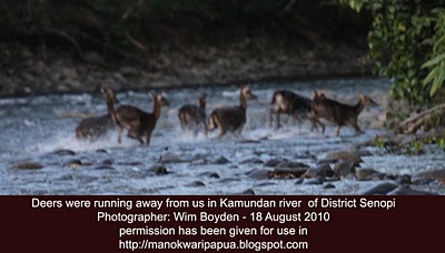 Deers running away after a surprised encounter with us at a tributary of Kamundan river