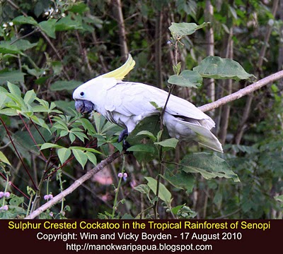 sulphur-crested cockatoo in the tropical rainforest of New Guinea